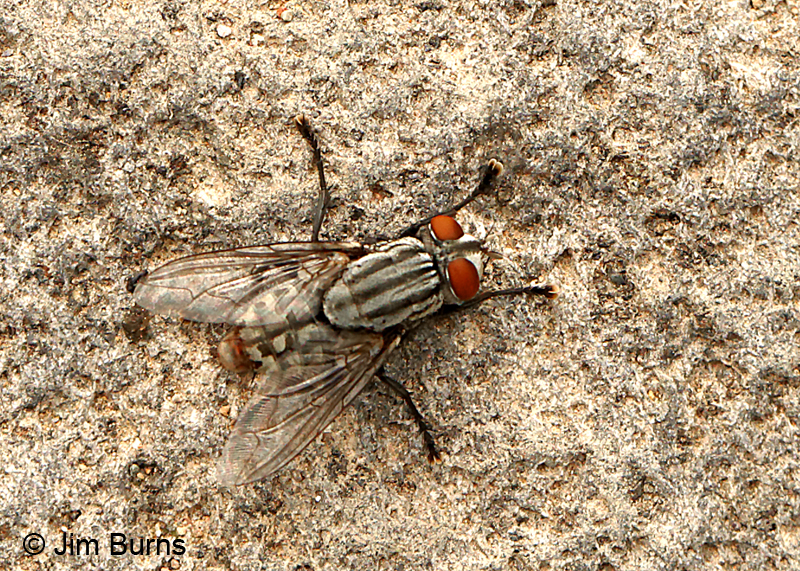 Flesh Fly