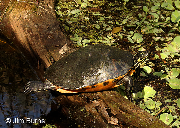 Florida Redbelly Turtle in Water Lettuce