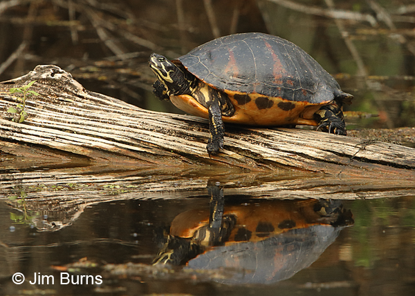 Florida Redbelly Turtle in Water Lettuce