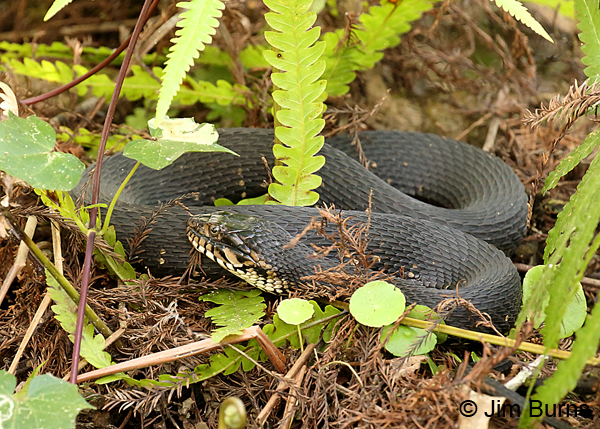 Florida Water Snake