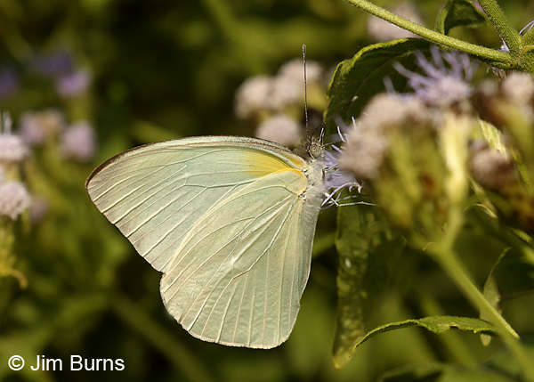 Florida White female, Texas