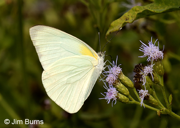 Florida White female on Crucita, Texas