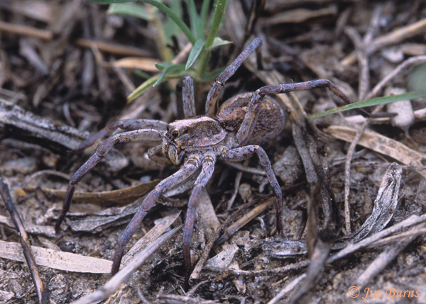 Forest Wolf Spider female, Arizona--3000
