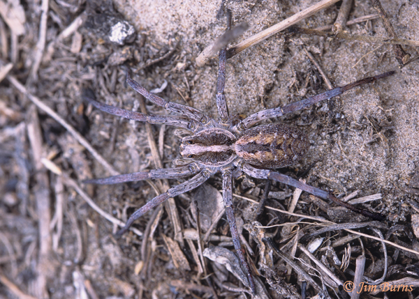 Forest Wolf Spider female dorsal view, Arizona--1000