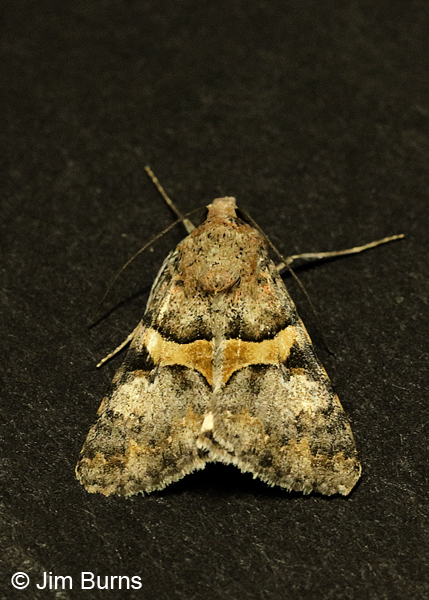 Forsebia cinis, Arizona