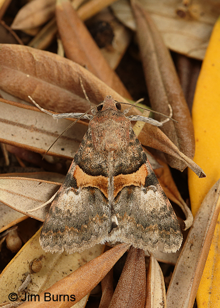 Forsebia cinis, Sycamore Creek , Arizona
