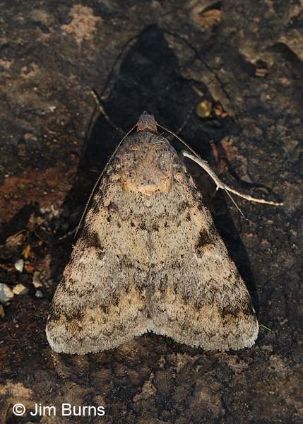 Forsebia cinis #3, worn individual, Arizona