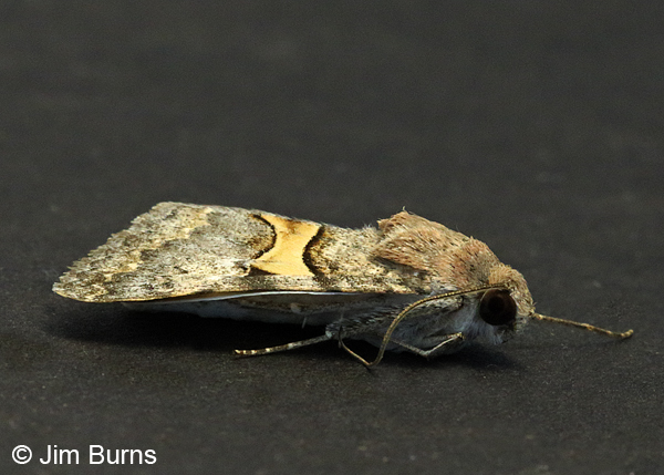 Forsebia cinis dorsolateral view, Arizona