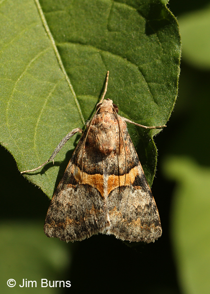Forsebia cinis on leaf, Arizona