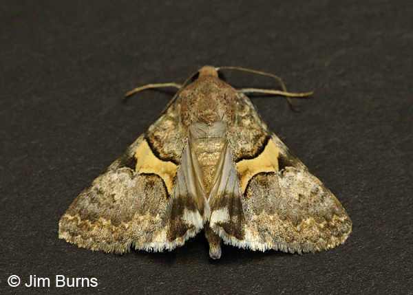 Forsebia cinis wingspread, Arizona
