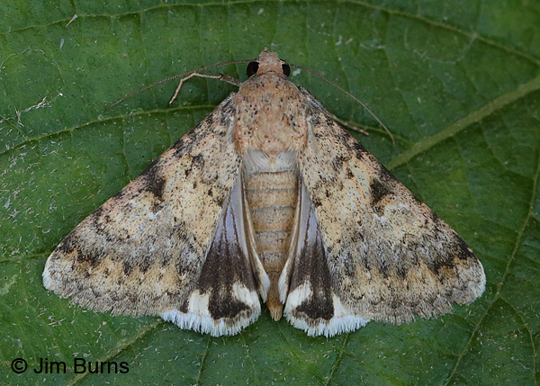 Forsebia cinis wingspread #2, worn individual, Arizona