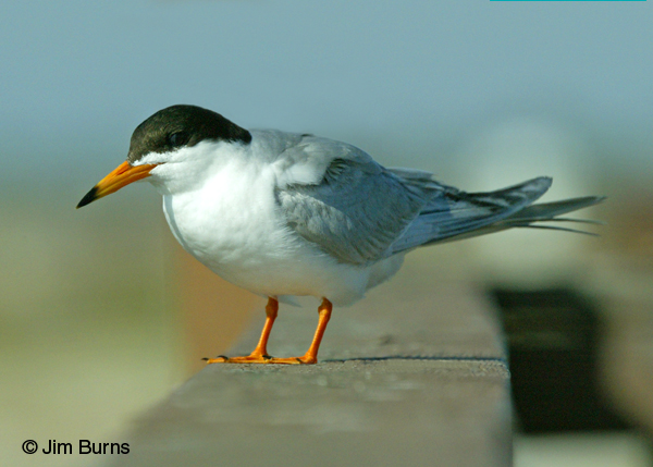 Forster's Tern adult breeding