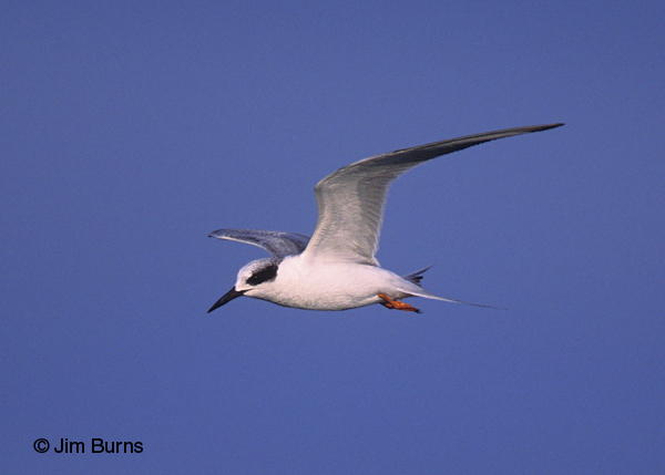 Forster's Tern adult nonbreeding in flight