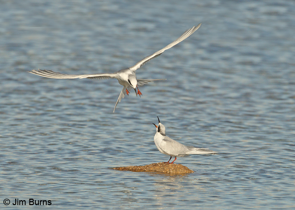 Forster's Terns squabbling