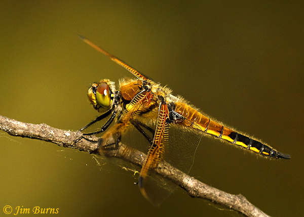 Four-spotted Skimmer male, Grand Forks Co., ND, June 2019--3349