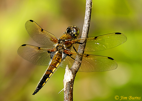 Four-spotted Skimmer male, Burnette Co., WI, June 2019--3397
