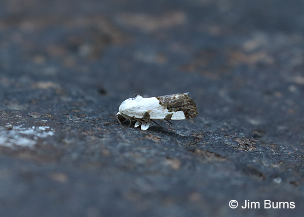 Four-spotted Bird Dropping Moth, Boyce-Thompson SP, Arizona