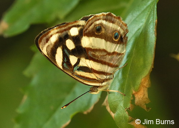 Four-spotted Sailor, Texas