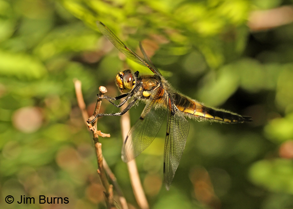Four-spotted Skimmer female dorsolateral view, Lane Co., OR, July 2013