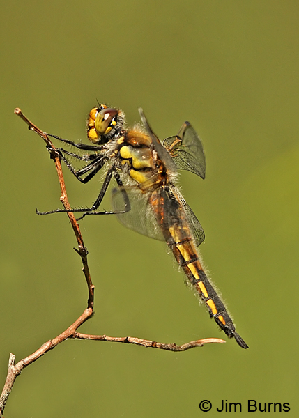 Four-spotted Skimmer female on snag, Lane Co., OR, July 2013