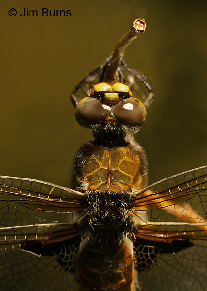 Four-spotted Skimmer female top shot close-up, Lane Co., OR, July 2013