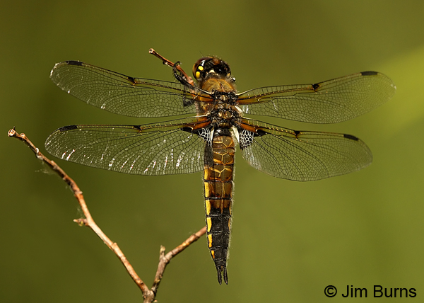 Four-spotted Skimmer male dorsal view, Lane Co., OR, July 2013
