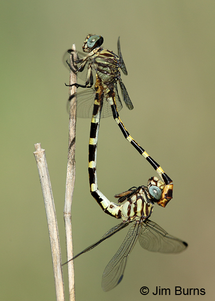 Four-striped Leaftail pair in wheel, Travis Co., TX, August 2017