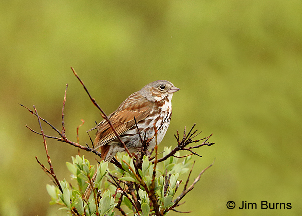 Fox Sparrow red form on taiga, Nome Co., Alaska