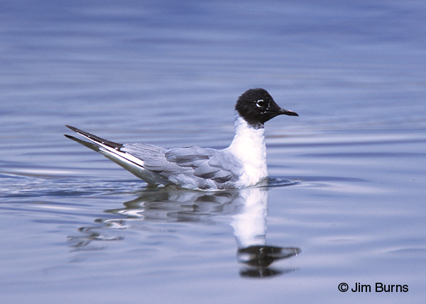 Franklin's Gull adult nonbreeding