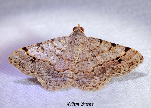 Frederickia nigricomma, Texas--3639