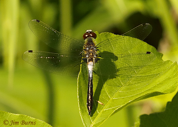 Frosted Whiteface male, Chisago Co., MN, June 2019--3617