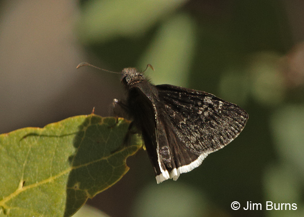 Funereal Duskywing, May, Arizona