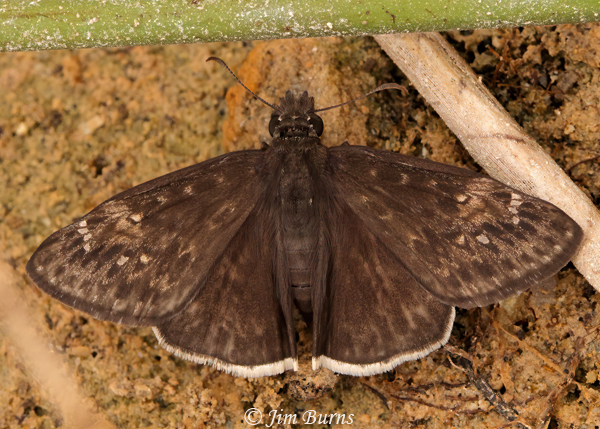 Funereal Duskywing, Arizona--1558