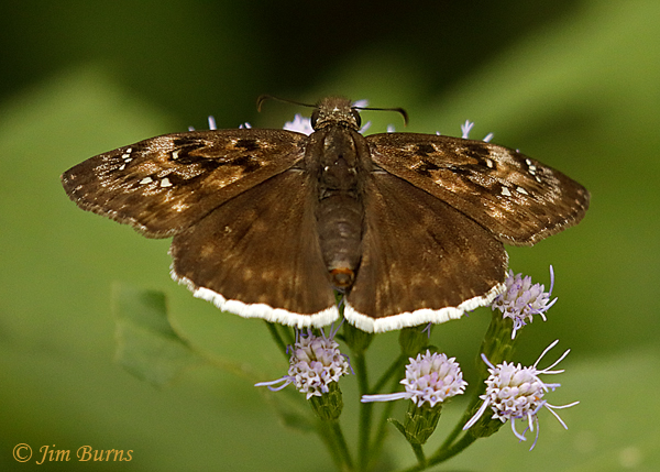 Funereal Duskywing, November, Texas--2791