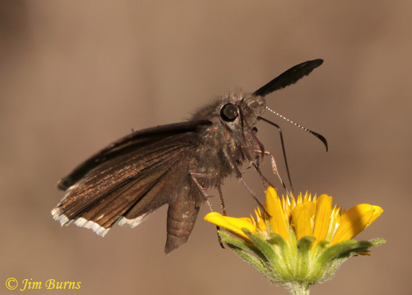 Funereal Duskywing, Arizona--4224