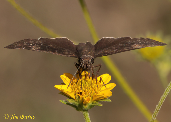 Funereal Duskywing, Arizona--4227