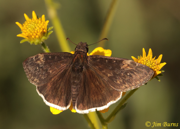 Funereal Duskywing, Arizona--5126