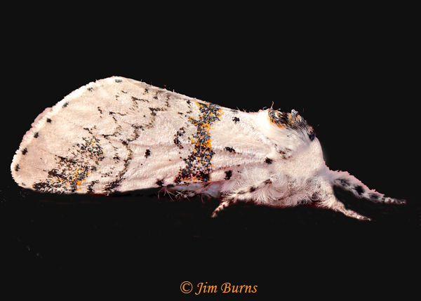 Furcula nivea, Arizona--6191