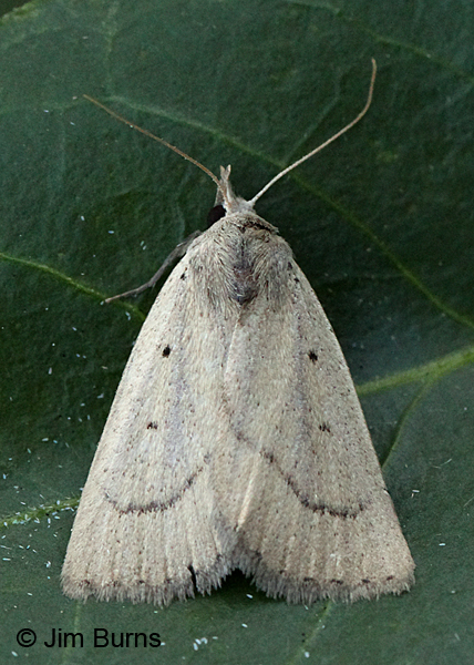 Gabara obscura, Arizona