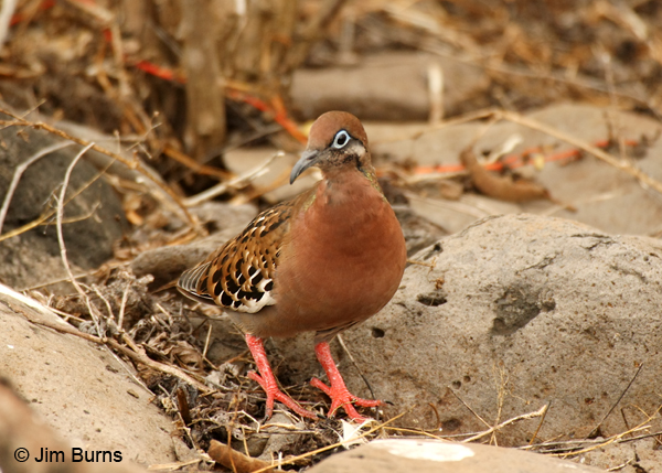 Galapagos Dove