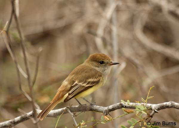 Galapagos Flycatcher