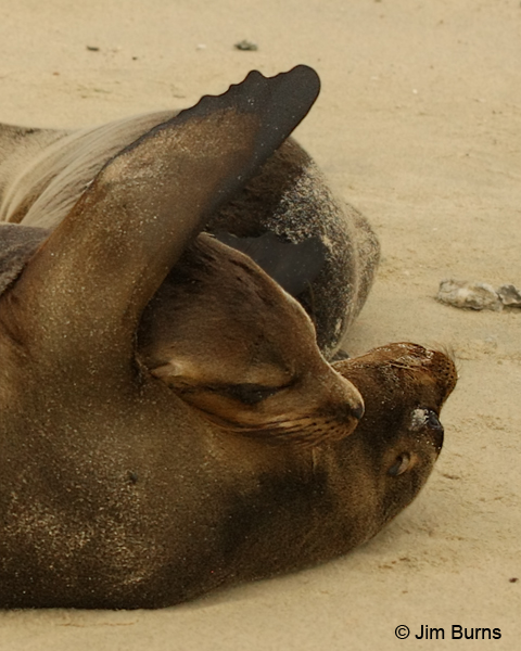 Galapagos Sea Lion buddies