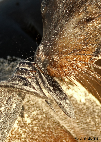Galapagos Sea Lion getting sand out of whiskers