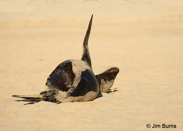 Galapagos Sea Lion flipper salute