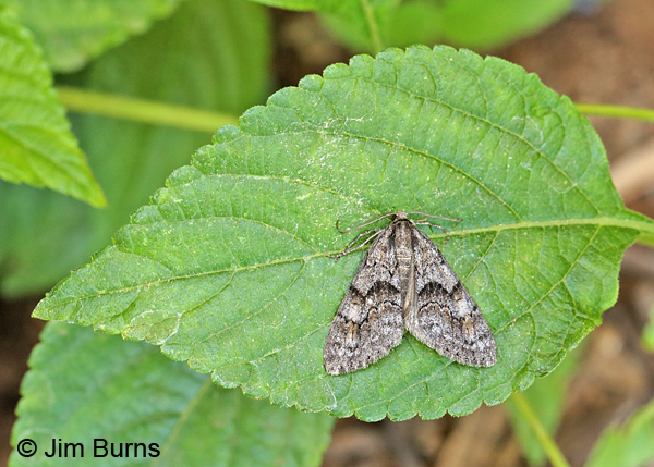 Galenara lixara, Arizona