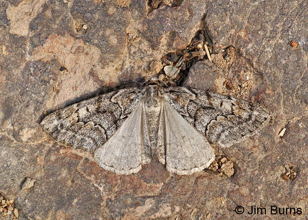 Galenara lixara wingspread, Arizona