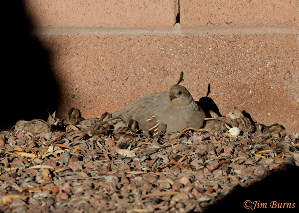 Gambel's Quail female and eight babies enjoying a sunshaft--6602