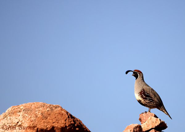 Gambel's Quail male, top of the morning--3598