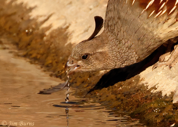Gambel's Quail female drinking #2--4634
