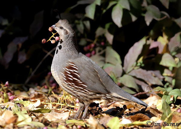 Fallen berries in the Pistacia Grove provide ground forage for the many Gambel's Quail resident at the arboretum.